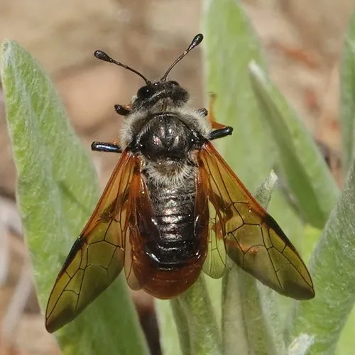Trichiosoma triangulum - photo 3