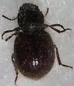 Trichiotes seriatus - photo 2