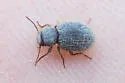 Trichiotes seriatus - photo 4
