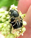 Trichiotinus assimilis