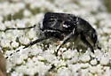 Trichiotinus assimilis - photo 3