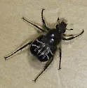 Trichiotinus assimilis - photo 4