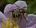 Trichiotinus assimilis - photo 5