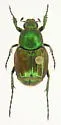 Trichiotinus bibens