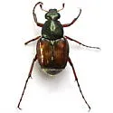 Trichiotinus bibens - photo 3