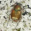 Trichiotinus bibens - photo 4