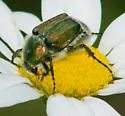 Trichiotinus bibens - photo 5