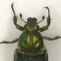 Trichiotinus lunulatus