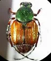 Trichiotinus lunulatus - photo 4