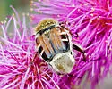 Trichiotinus piger
