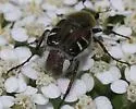 Trichiotinus piger - photo 2