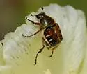 Trichiotinus piger - photo 4