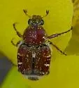 Trichiotinus rufobrunneus