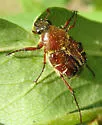 Trichiotinus rufobrunneus - photo 2