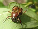 Trichiotinus rufobrunneus - photo 3