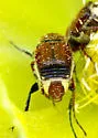 Trichiotinus rufobrunneus - photo 4