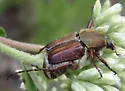 Trichiotinus rufobrunneus - photo 5