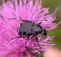 Trichiotinus texanus - Trichiotinus texanus