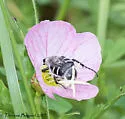 Trichiotinus texanus - photo 2