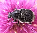 Trichiotinus texanus - photo 3