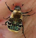 Trichiotinus texanus - photo 4
