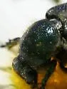 Trichiotinus viridans
