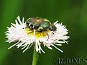 Trichiotinus viridans - photo 2