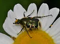 Trichiotinus viridans - photo 3