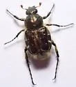 Trichiotinus viridans - photo 5