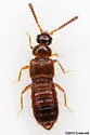 Trichiusa compacta - Trichiusa compacta