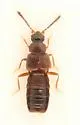 Trichiusa hirsuta