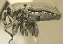Jimsonweed Weevil
