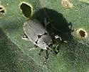Trichobaris compacta - Trichobaris compacta