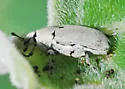 Trichobaris compacta - photo 2
