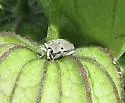 Trichobaris compacta - photo 4
