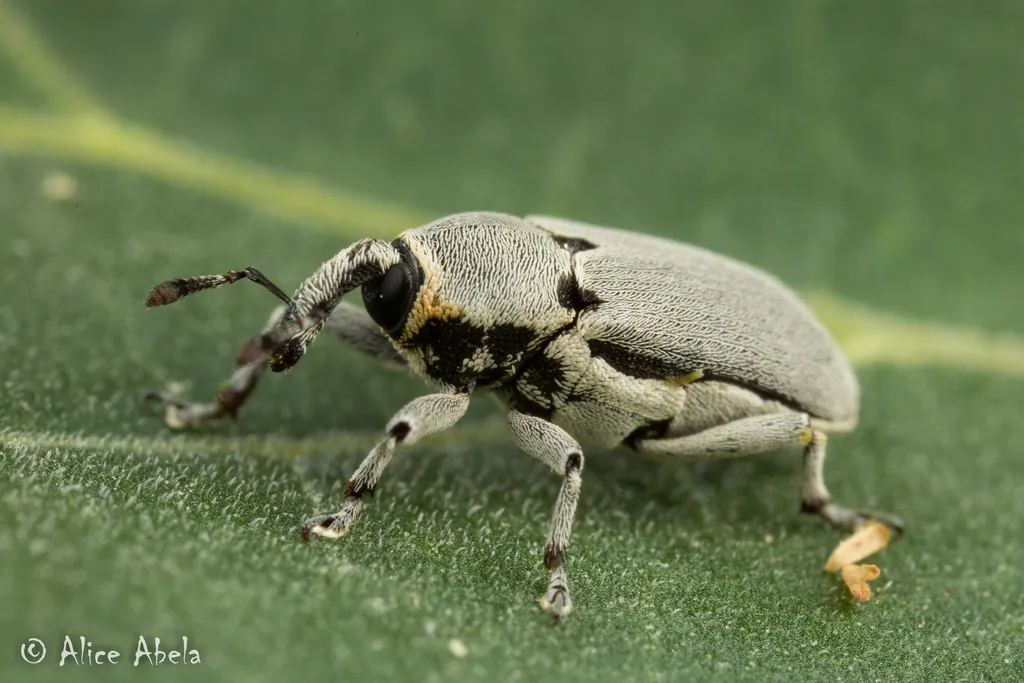 Tobacco Weevil - photo 2
