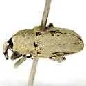 Texas Solanum Weevil - photo 2