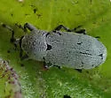 Texas Solanum Weevil - photo 3
