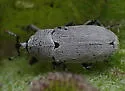 Texas Solanum Weevil - photo 4