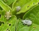 Potato Stalk Borer