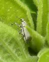 Potato Stalk Borer - photo 2