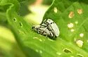 Potato Stalk Borer - photo 3