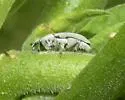 Potato Stalk Borer - photo 4