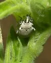 Potato Stalk Borer - photo 5