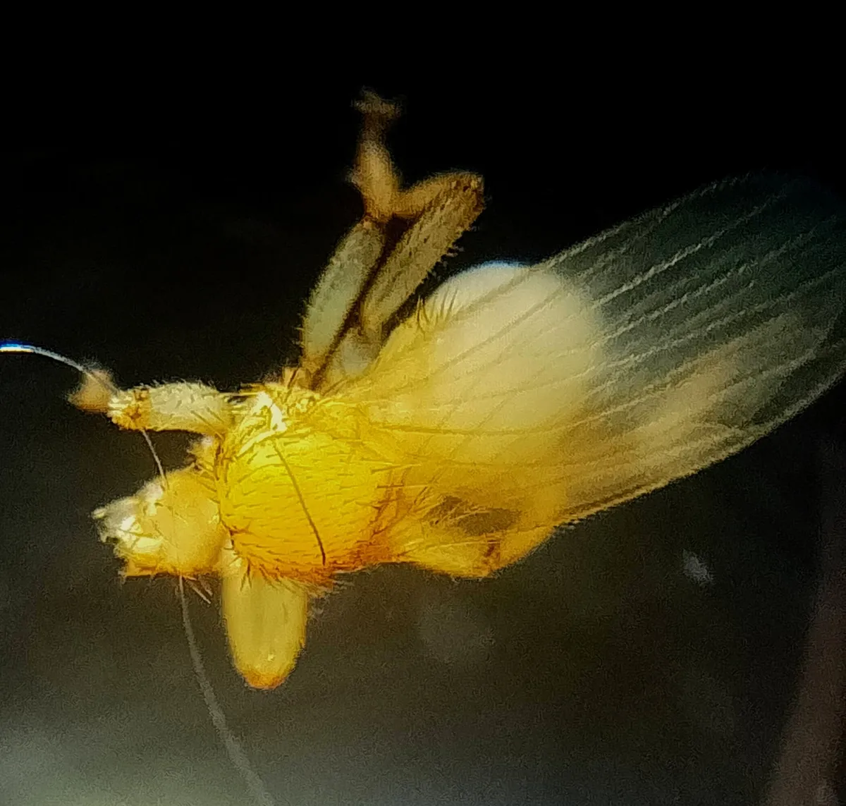 Trichobius caecus - photo 3
