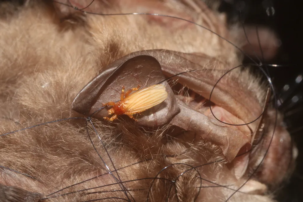 Trichobius corynorhini