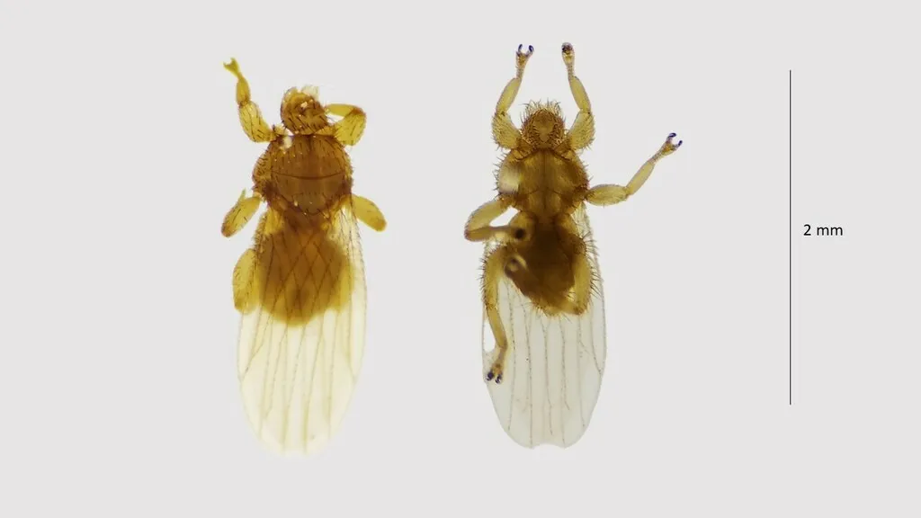 Trichobius joblingi - photo 2