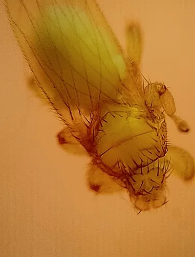 Trichobius parasiticus