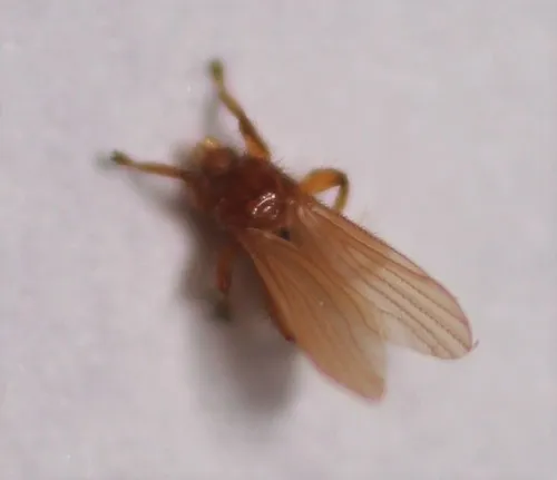 Trichobius sphaeronotus