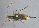 Trichocanonura linearis - photo 3